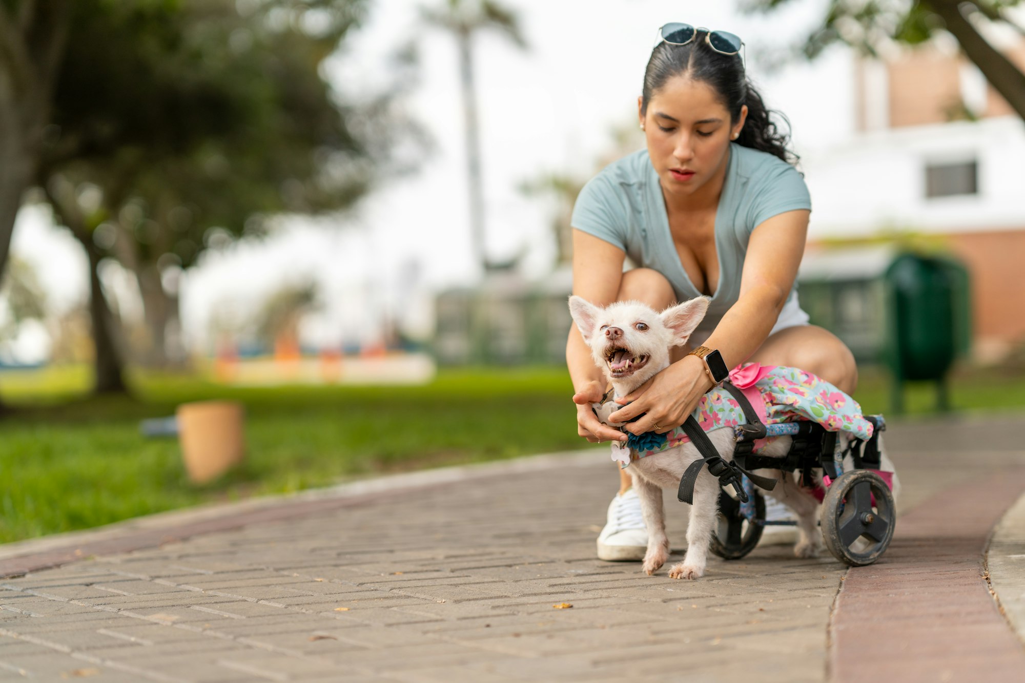 Imagen para Consejos y cuidados para Perros Sillas de ruedas para perros: un elemento clave en rehabilitación