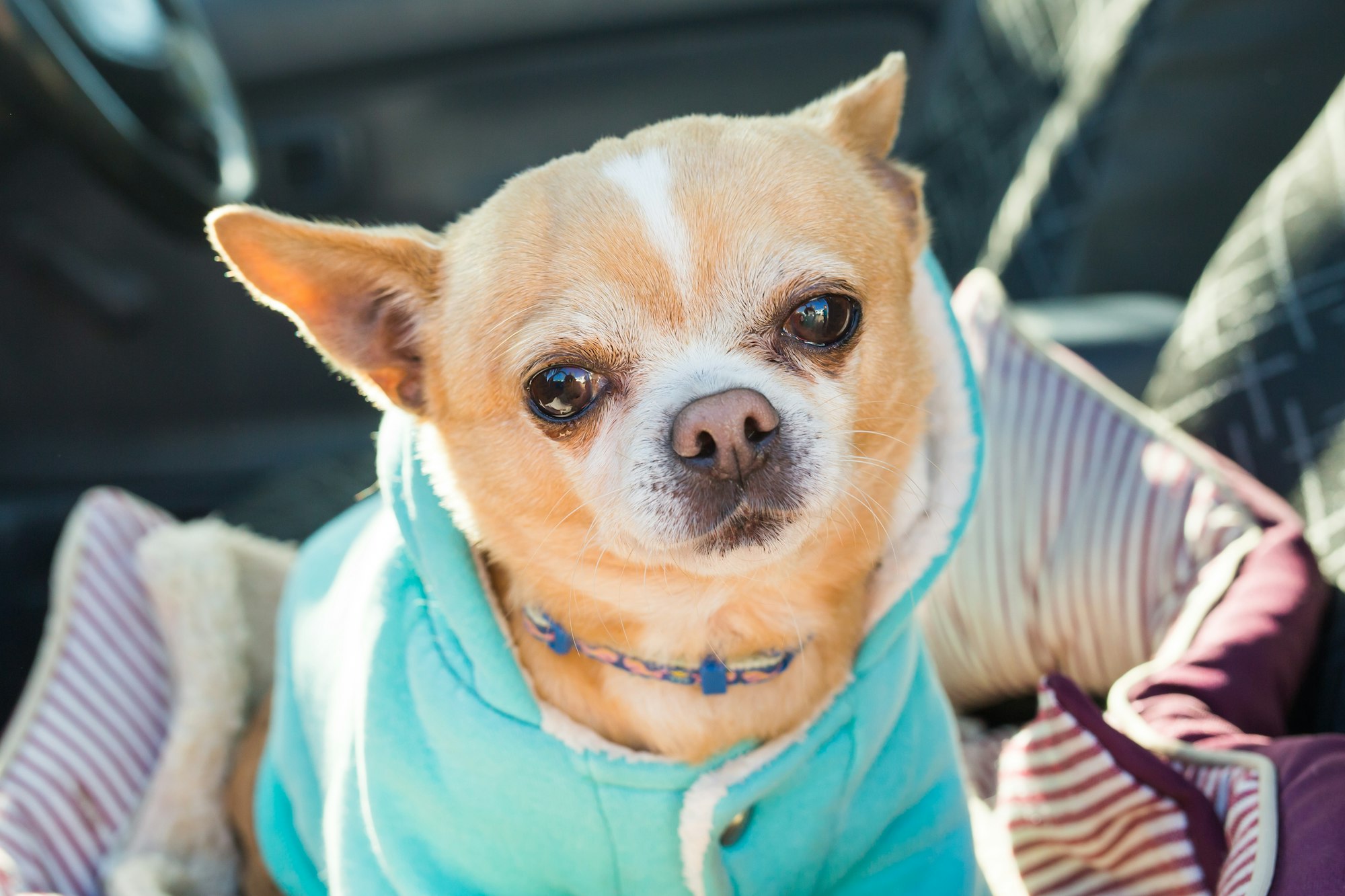 Imagen para Consejos y cuidados para Perros ¿Por qué la aspirina es peligrosa para tu perro?