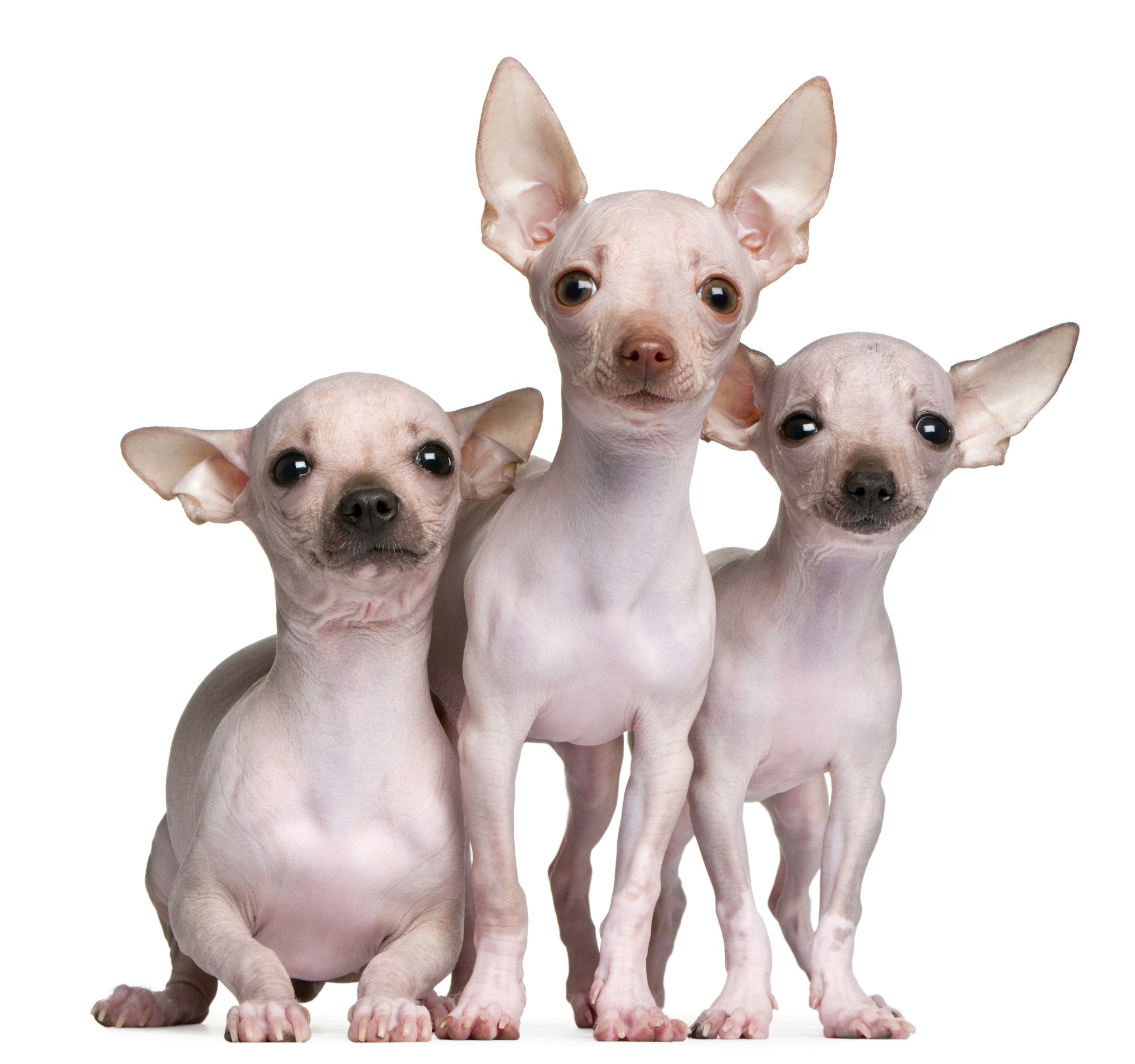 Imagen para Consejos y cuidados para Perros Chihuahua sin pelo o Hairless Chihuahua: información, fotos, cuidados y datos