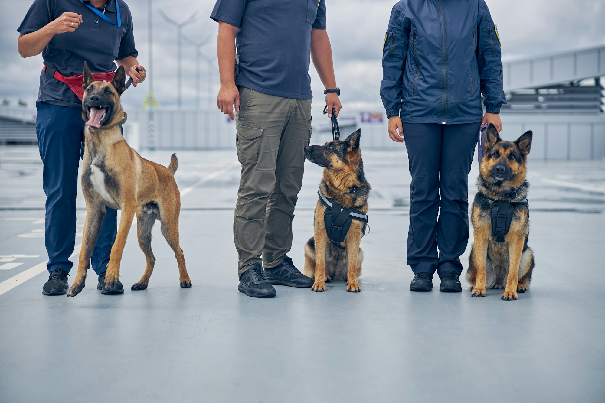Imagen para Consejos y cuidados para Perros Descubre el valioso papel de los perros en las fuerzas del orden