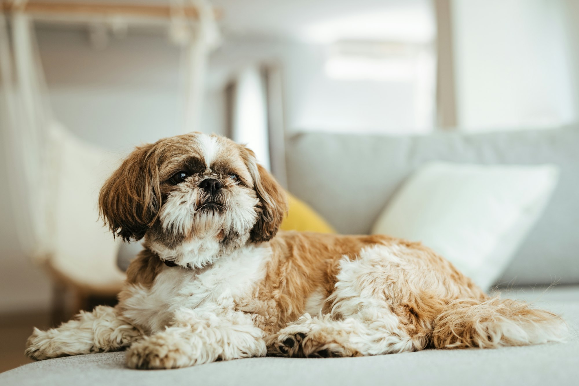 Imagen para Consejos y cuidados para Perros Todo lo que debes saber antes de adoptar un Shih Tzu