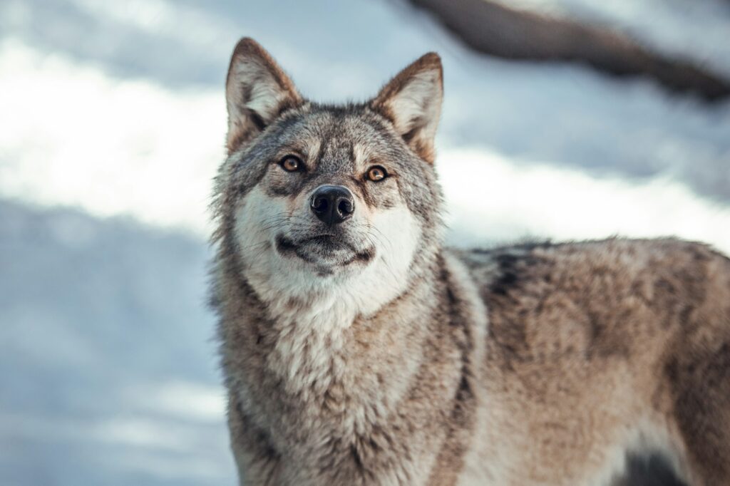 Lobo en la colina cerca de piedras y nieve