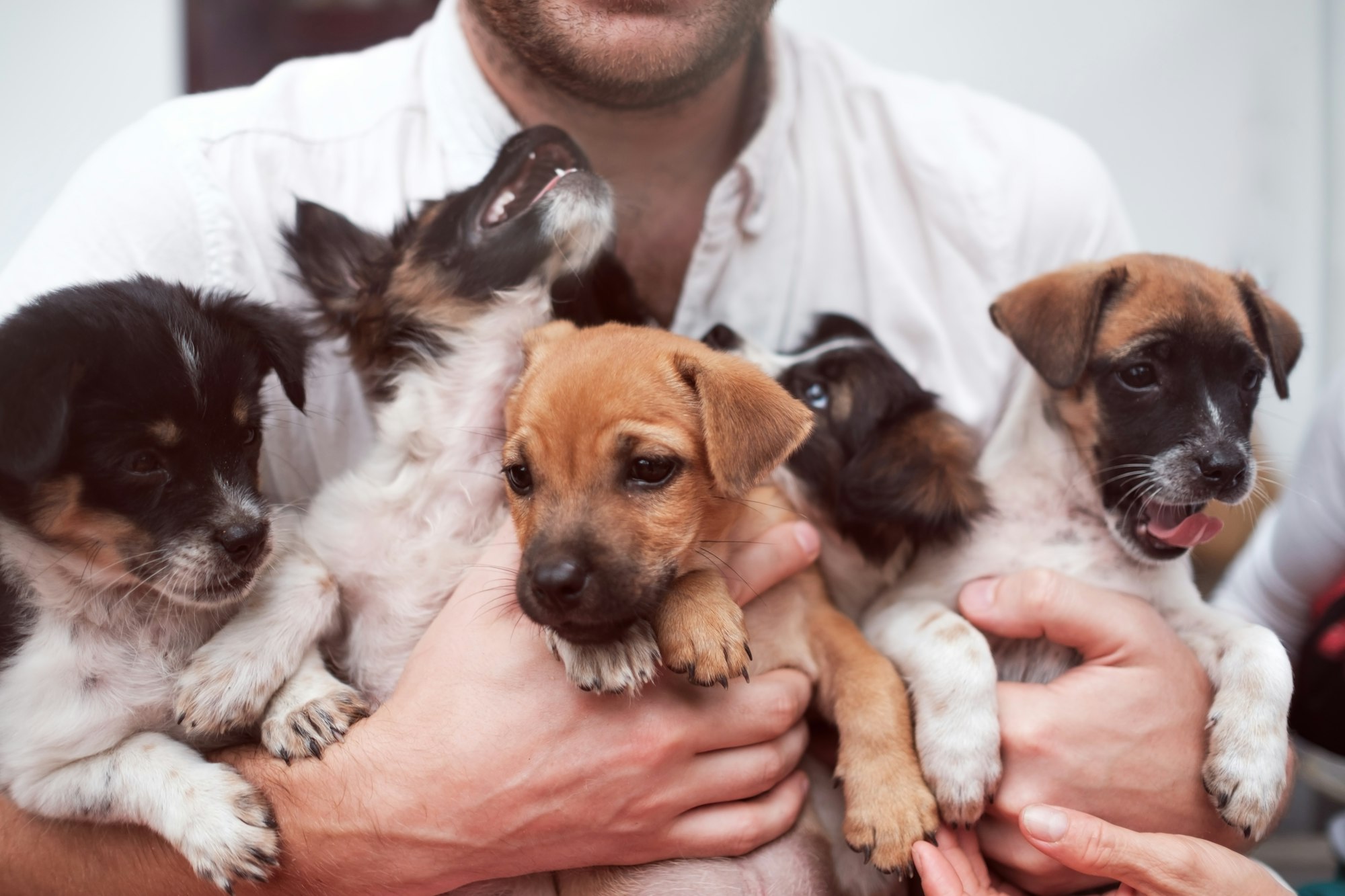 Imagen para Consejos y cuidados para Perros 260 Nombres Originales para Tu Nuevo Perro