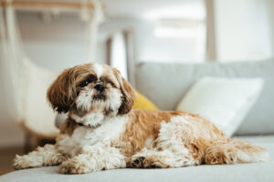 Bichón Frisé y Shih Tzu, dos perros falderos cariñosos y sensibles